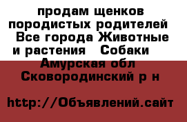 продам щенков породистых родителей - Все города Животные и растения » Собаки   . Амурская обл.,Сковородинский р-н